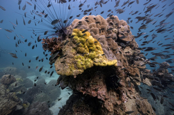 Yellow-band disease is rapidly spreading and killing corals off the eastern coast of Thailand