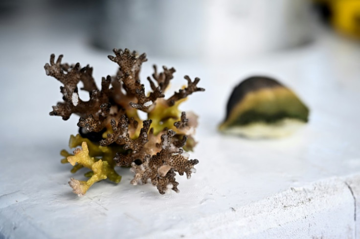 Coral samples infected with yellow-band disease off the coast of Samae San island in Thailand's Chonburi province