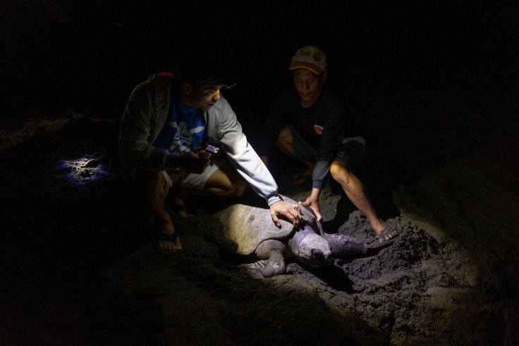 The Wider Image: Love of sea turtles turns Philippine poachers into protectors