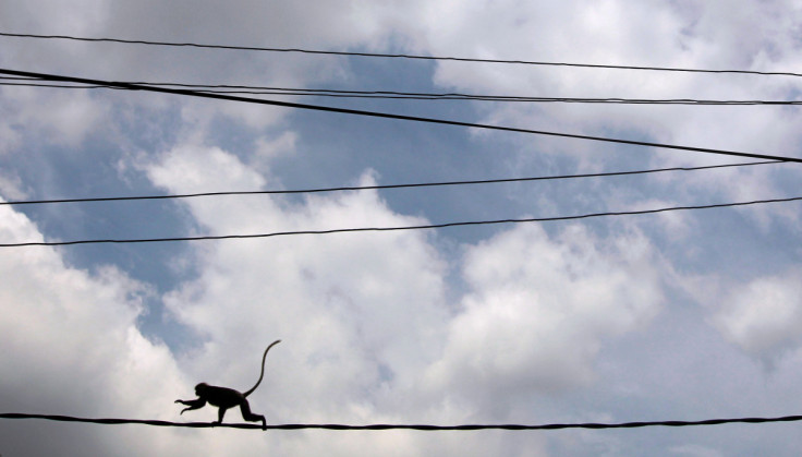 A monkey walks on main power lines over a road in Colombo