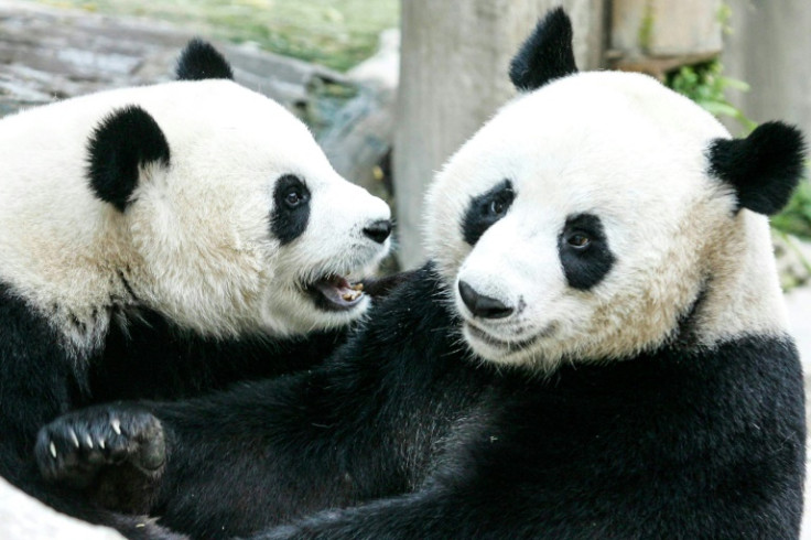 Pandas Chuang Chuang and Lin Hui play together at Chiang Mai Zoo back in 2005