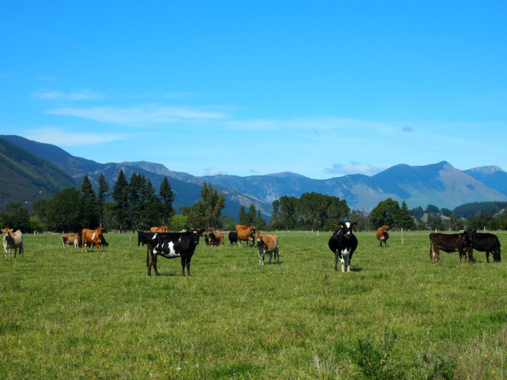 Cattle feed in a field in Golden Bay, South Island, New Zealand
