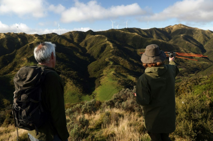 Kiwi birds are shuffling around Wellington's verdant hills for the first time in a century, after a drive to eliminate invasive predators from the capital's surrounds