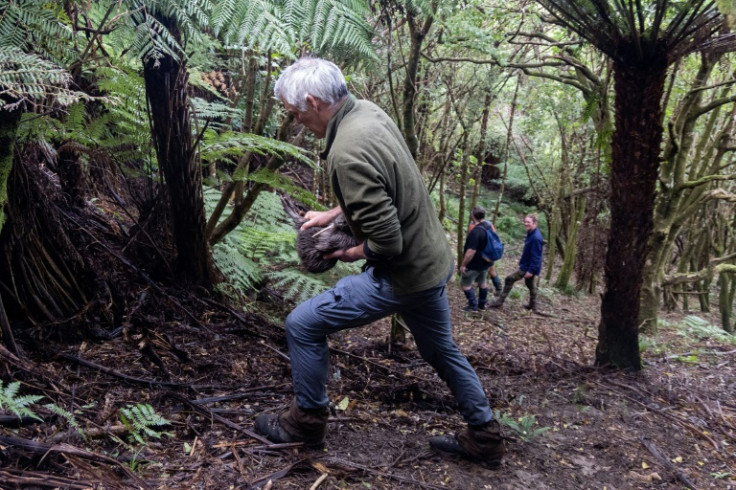 A member of the Capital Kiwi Project team releases a male kiwi named Ātārangi after changing out the bird's transmitter