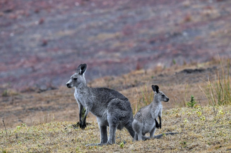 To outsiders, the kangaroo is an instantly-recognisable symbol of the Australian wilderness, but within the country the native animal poses a major environmental headache