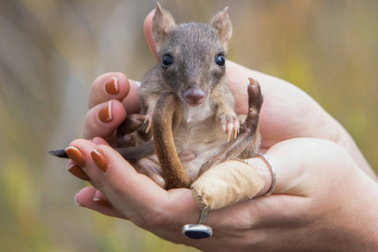 This handout picture released by WWF Australia shows a juvenile male brush-tailed bettong - a rare, very cute marsupial resembling a rabbit-sized kangaroo