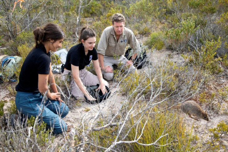 Bettongs, which leap with their hindlegs much like a full-sized kangaroo, populated over 60 percent of Australia before falling victim to cats, foxes and land-clearing after European settlement more than two centuries ago